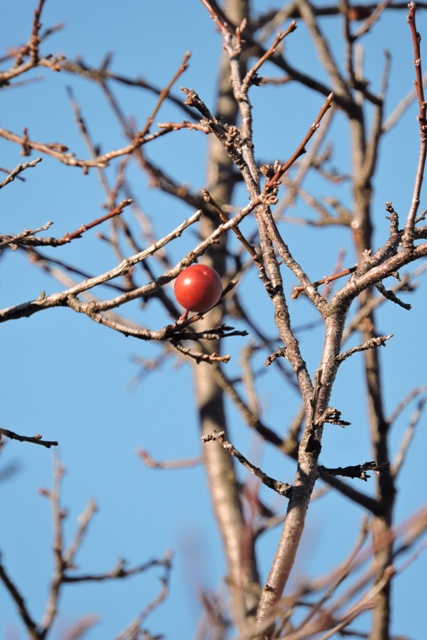 Winter plum